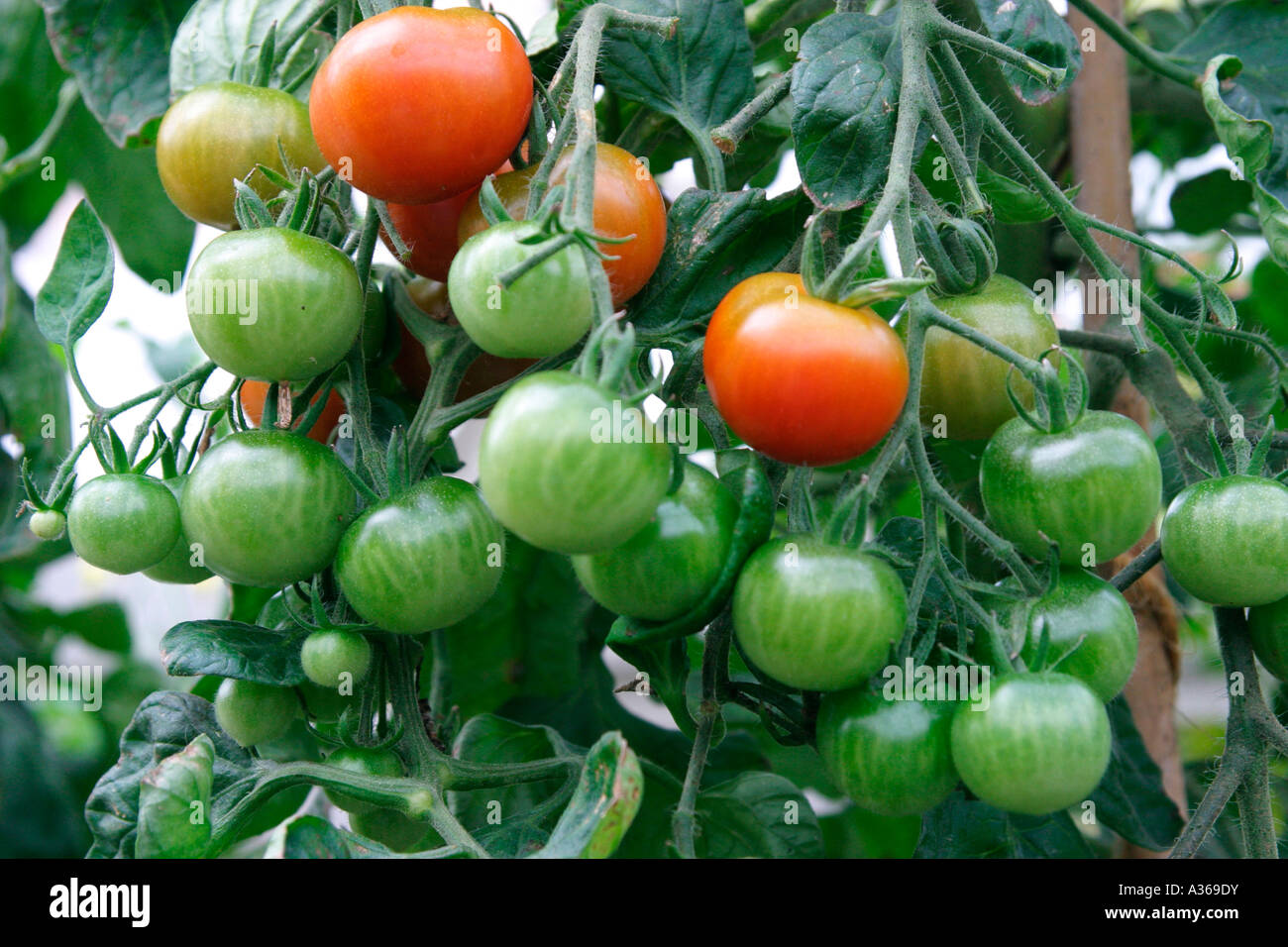Gardeners delight tomatoes hires stock photography and images Alamy