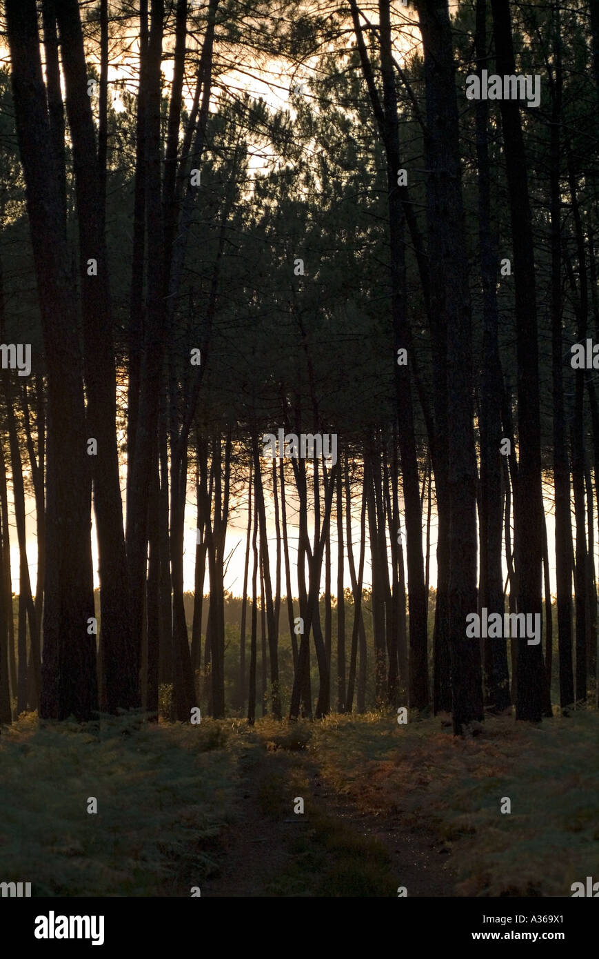 Pine tree silhouette forest hi-res stock photography and images - Alamy