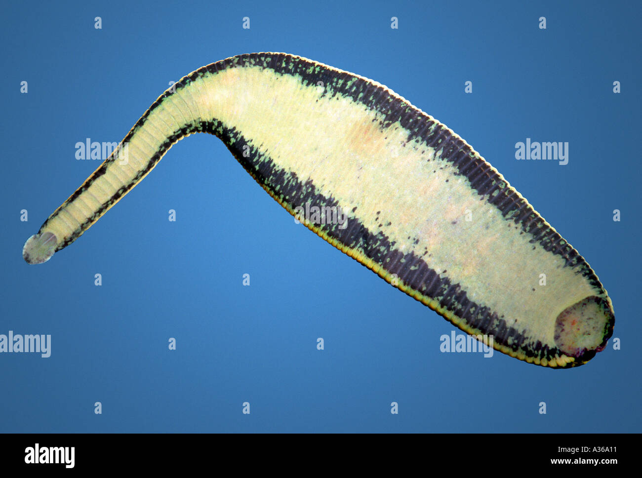 Leech Medical Leech Stock Photo Alamy leech-medical-leech-stock-photo-alamy