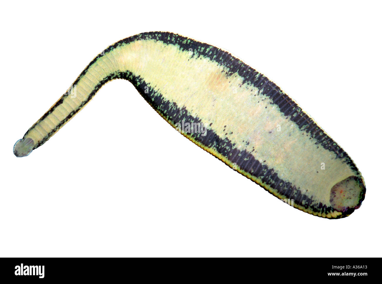 leech medical leech suck human blood on foot Stock Photo