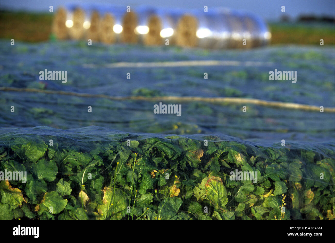 Turnips growing under polophyne on a fram in Snape near Woodbridge, Suffolk, UK. Stock Photo