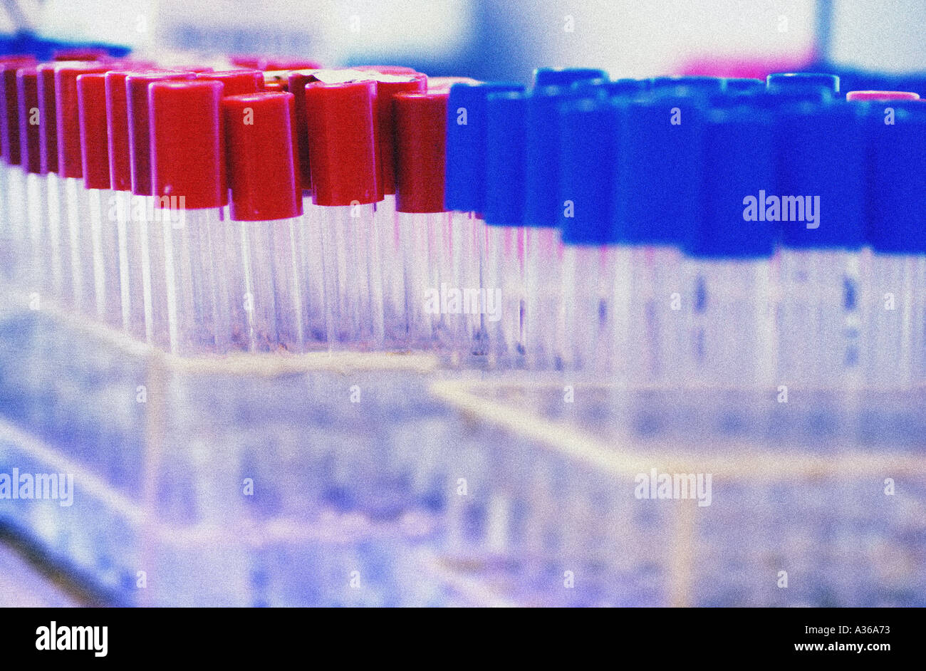 Test tubes in racks Stock Photo
