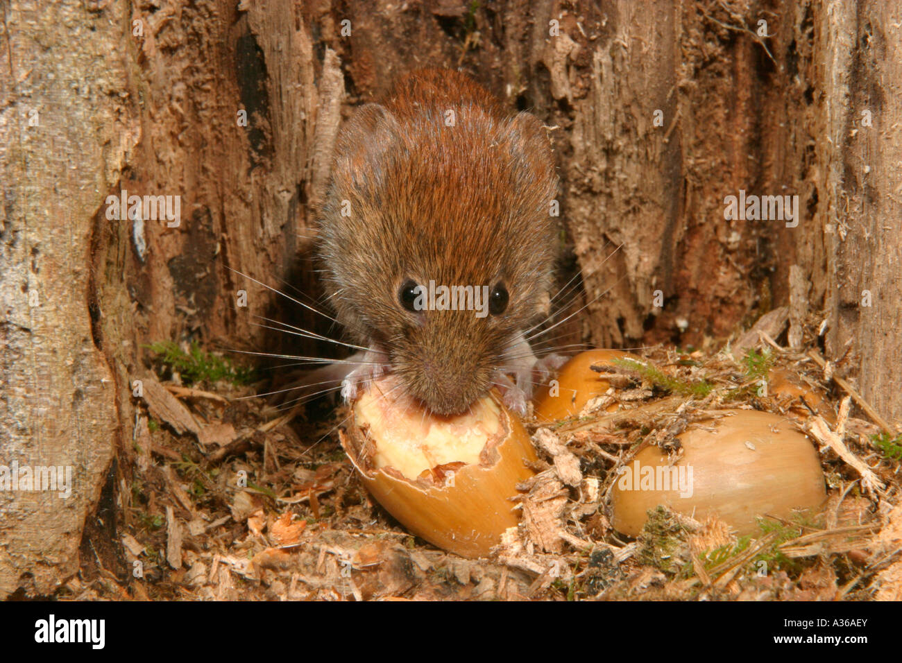 BANK VOLE CLETHRIONOMYS GLAREOLUS EATING ACORN IN HOLLOW IN TREE 044074 Stock Photo