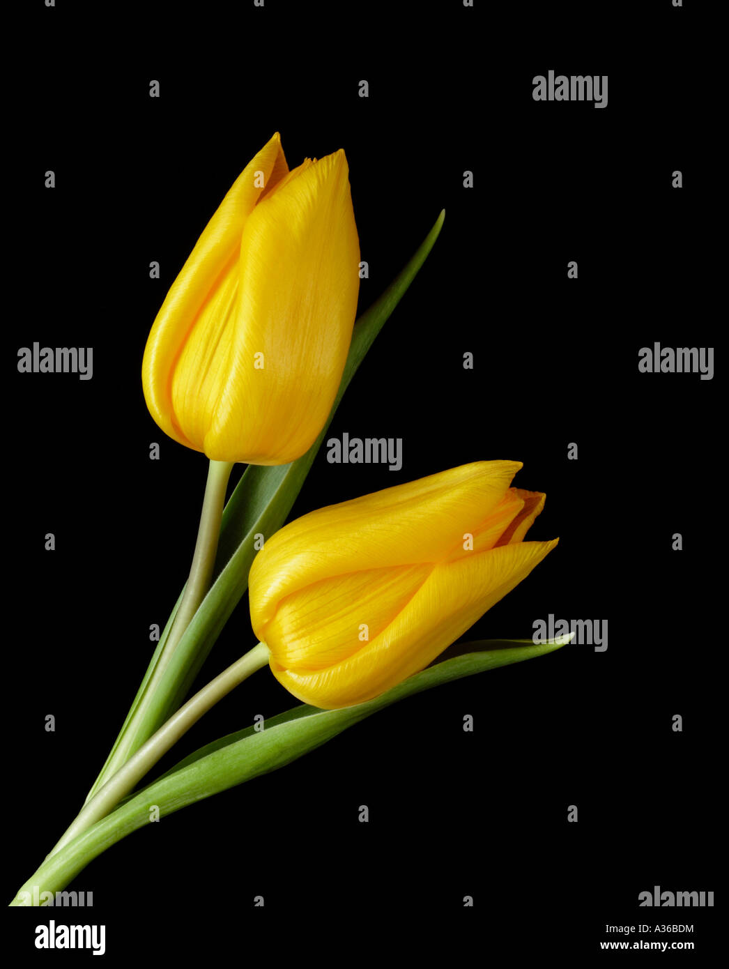 Two Yellow Tulips on black background Stock Photo - Alamy