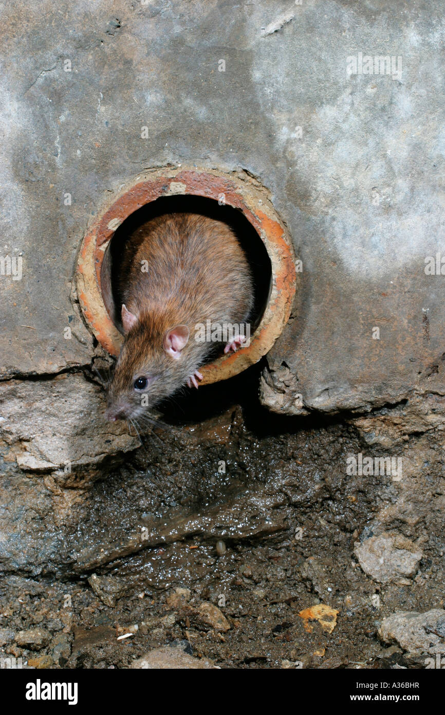 Brown Rat Rattus norvegicus coming out of drain pipe fv Stock Photo