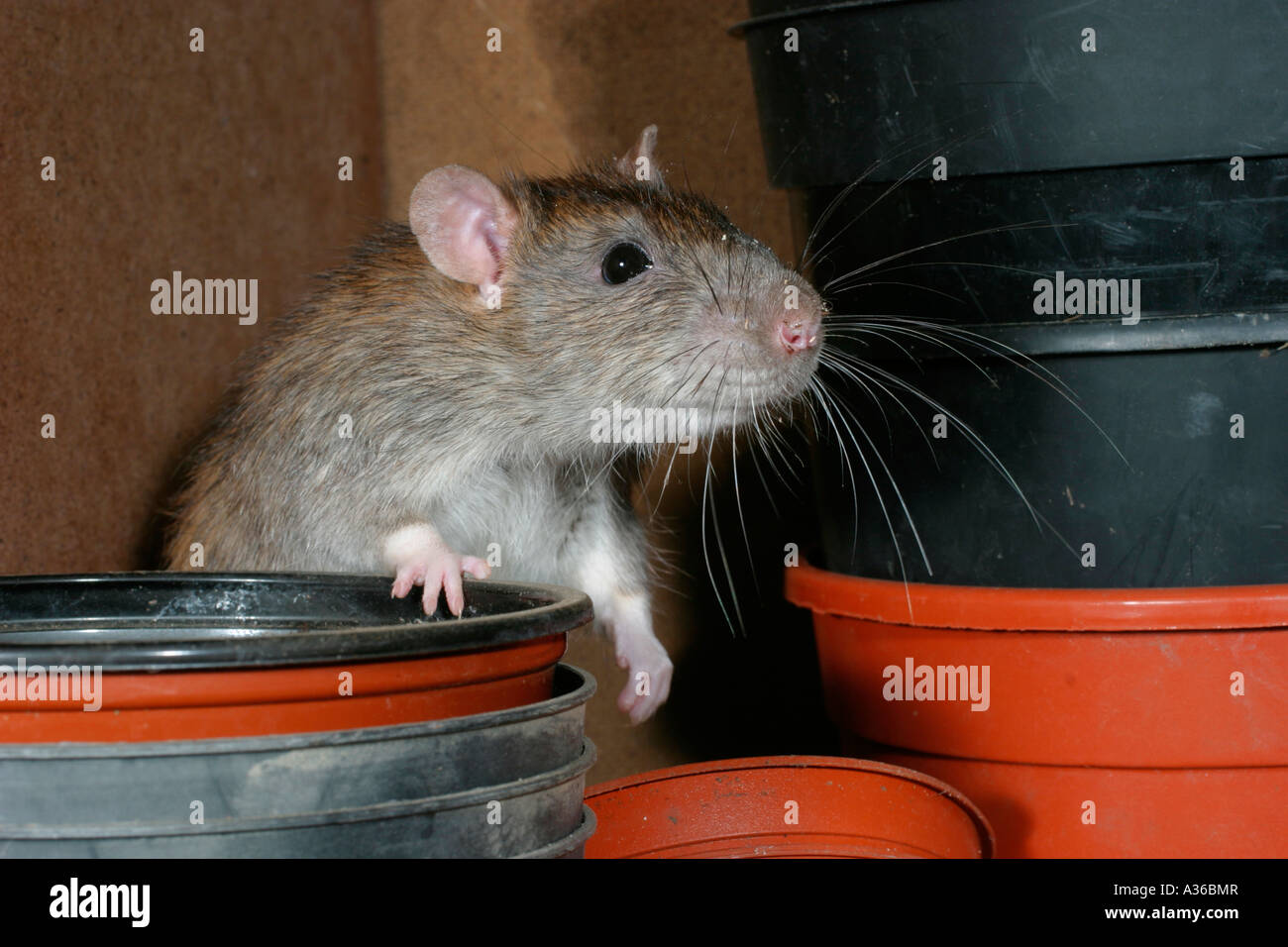 Brown Rat Rattus norvegicus climbing out of flowerpot sv cu Stock Photo ...