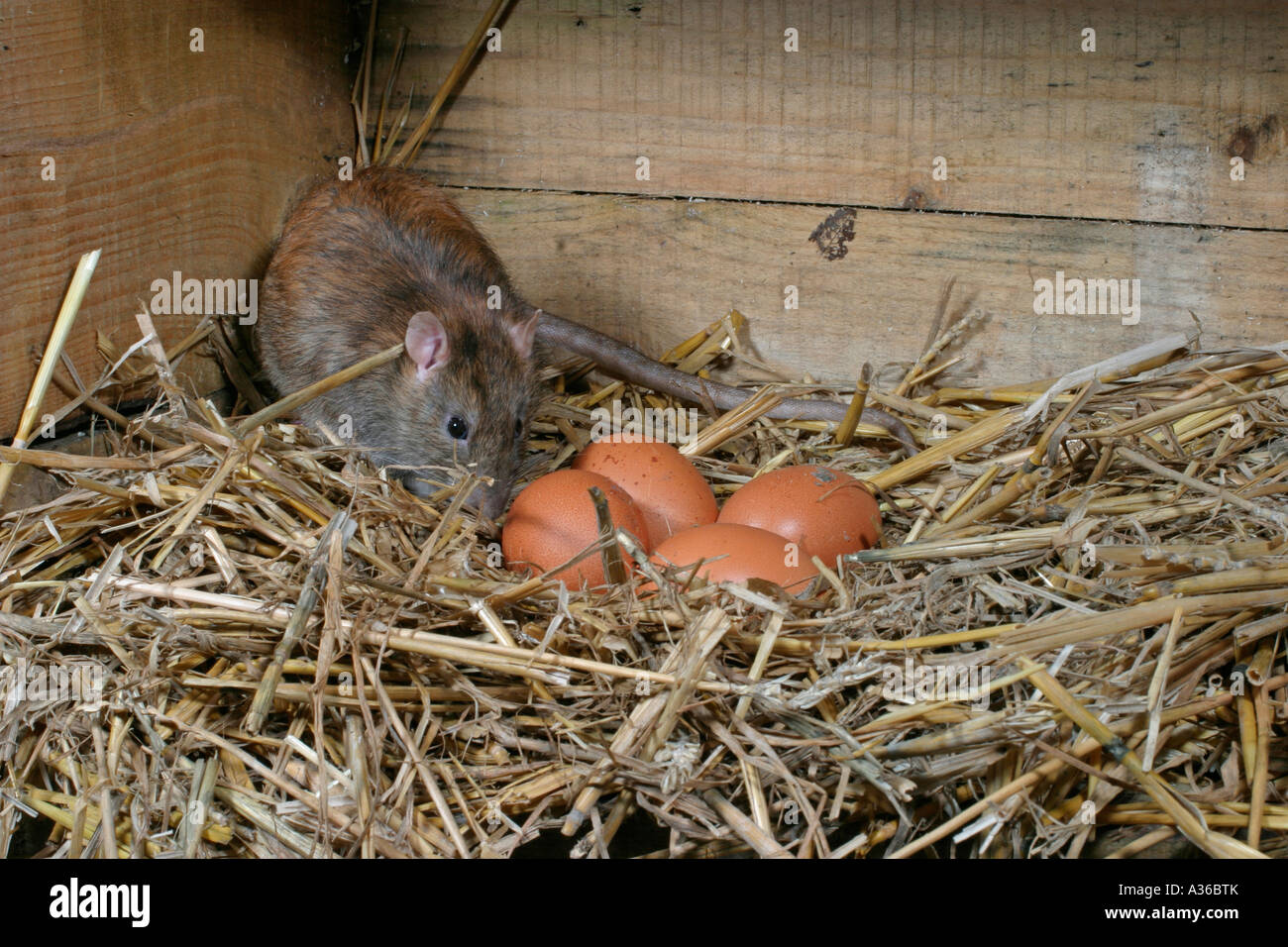 Brown Rat Rattus norvegicus taking hens eggs fv Stock Photo Alamy