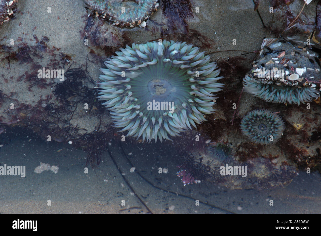 Sea Anemones Stock Photo
