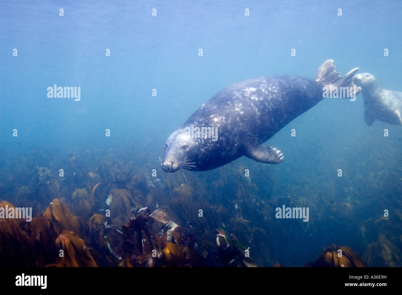 Bull Seal and Female Farne Islands Northumberland UK Stock Photo