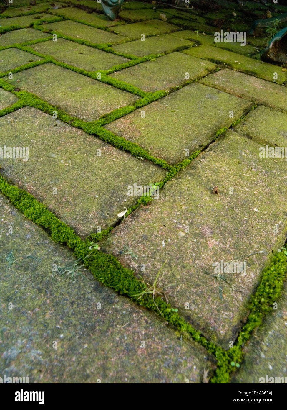 Moss growing in between the paving blocks of a garden path Stock Photo