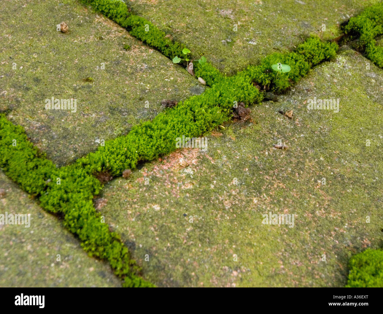 Moss between pavers hires stock photography and images Alamy