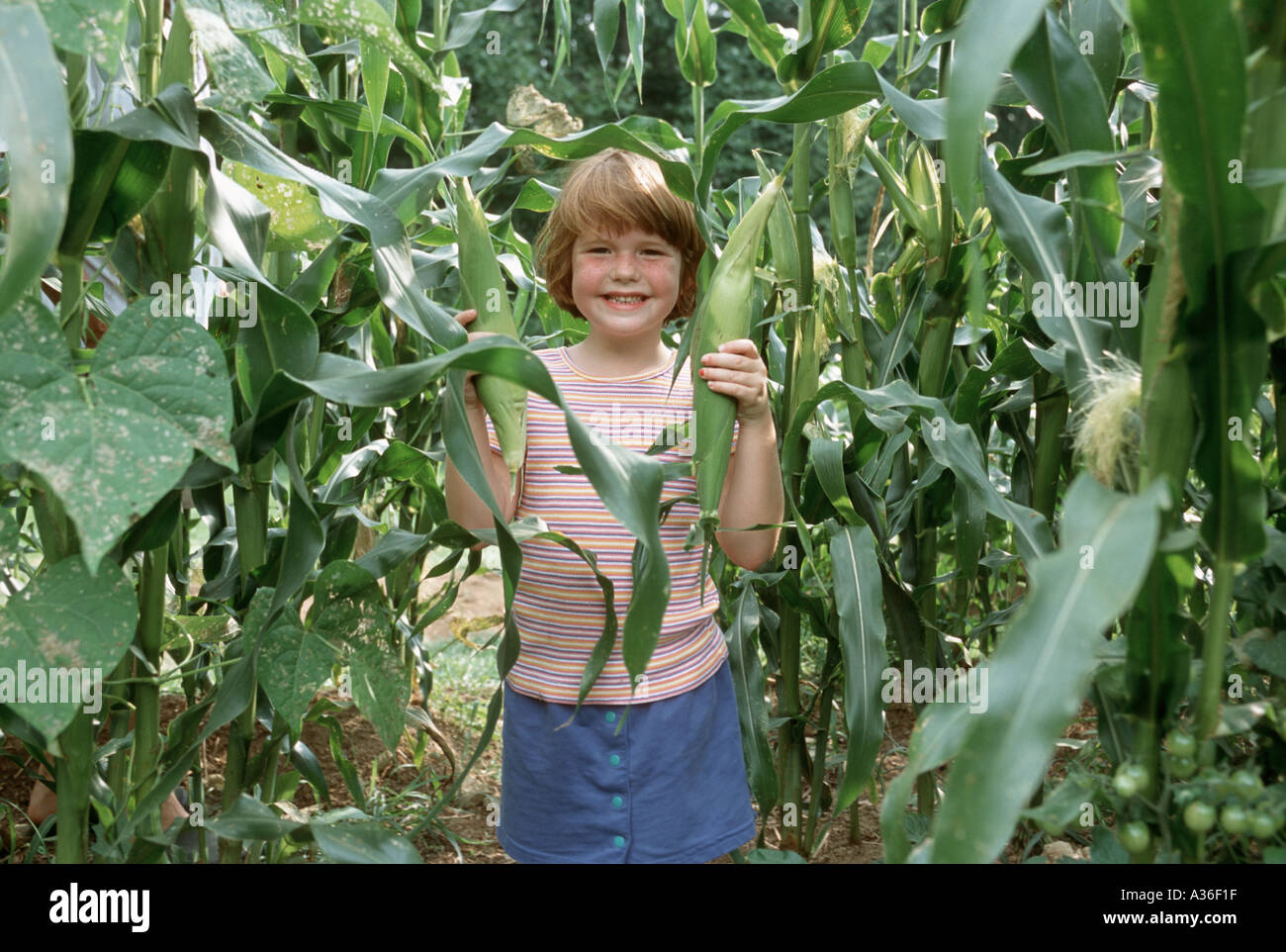 A cute young girl is standing in a field of corn and is peeking out at ...