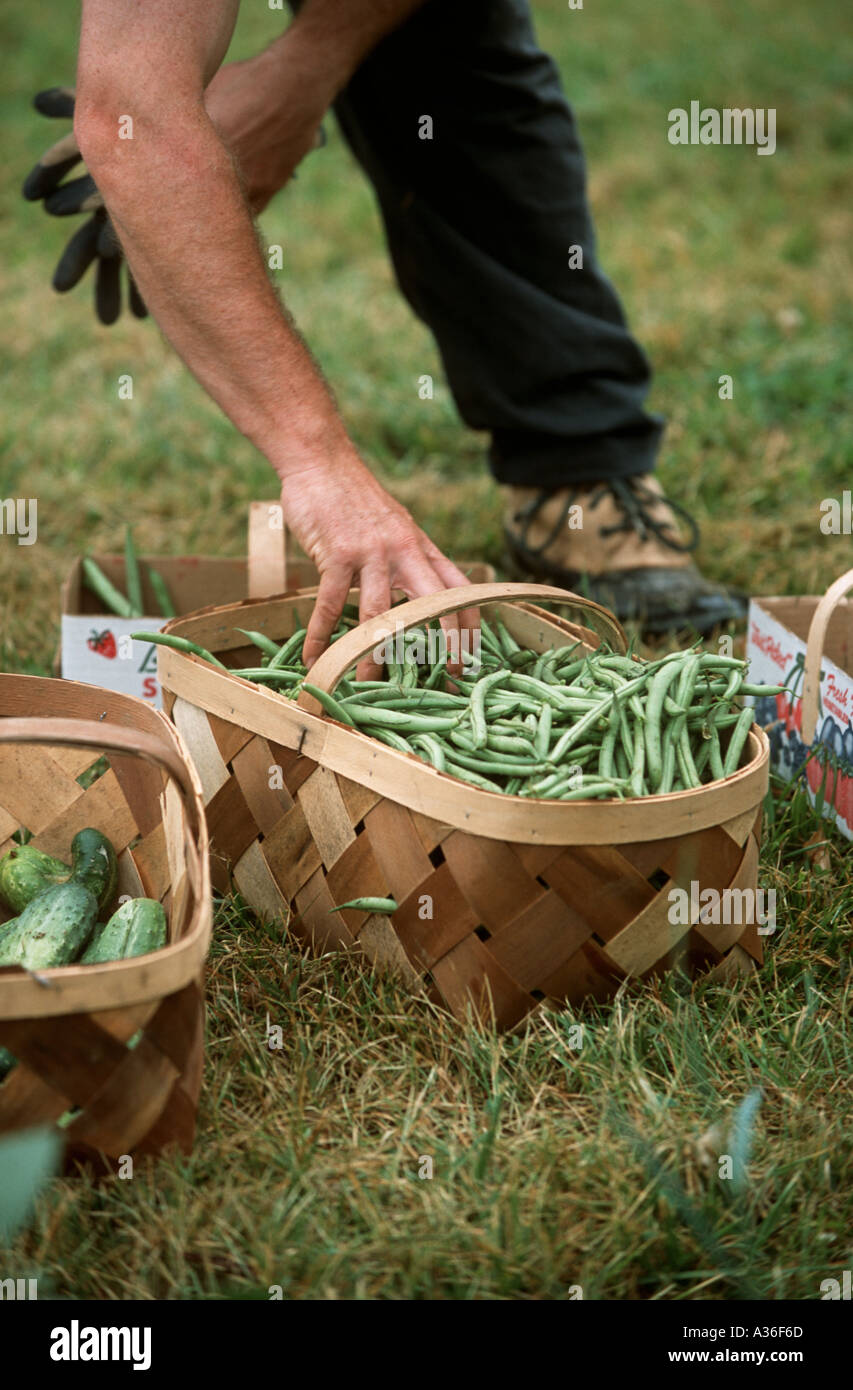 How Much Is A Bushel Of Green Beans Cost canvaszone