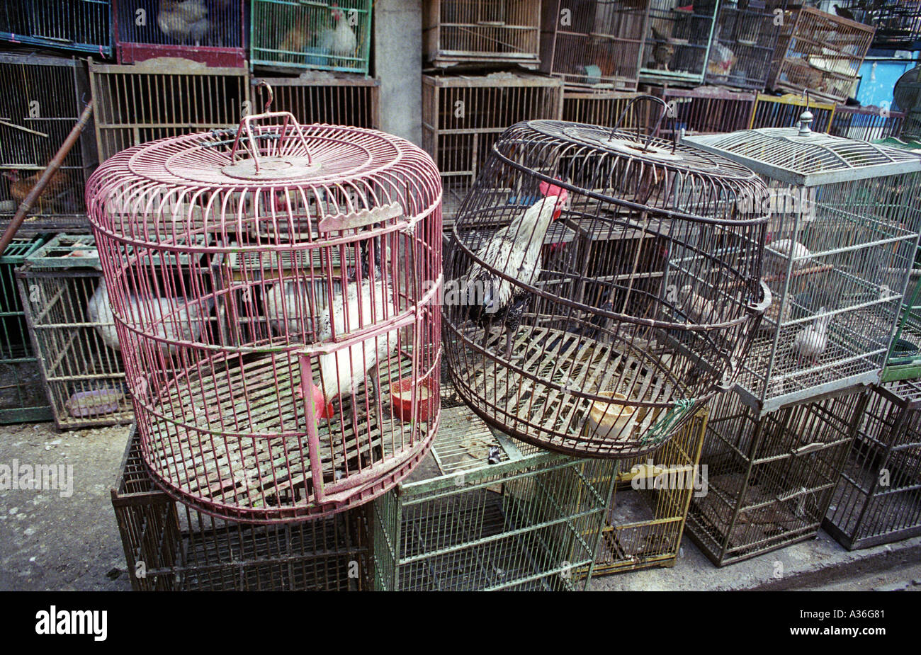 bird cage at market Surakarta Java island Indonesia South East Asia
