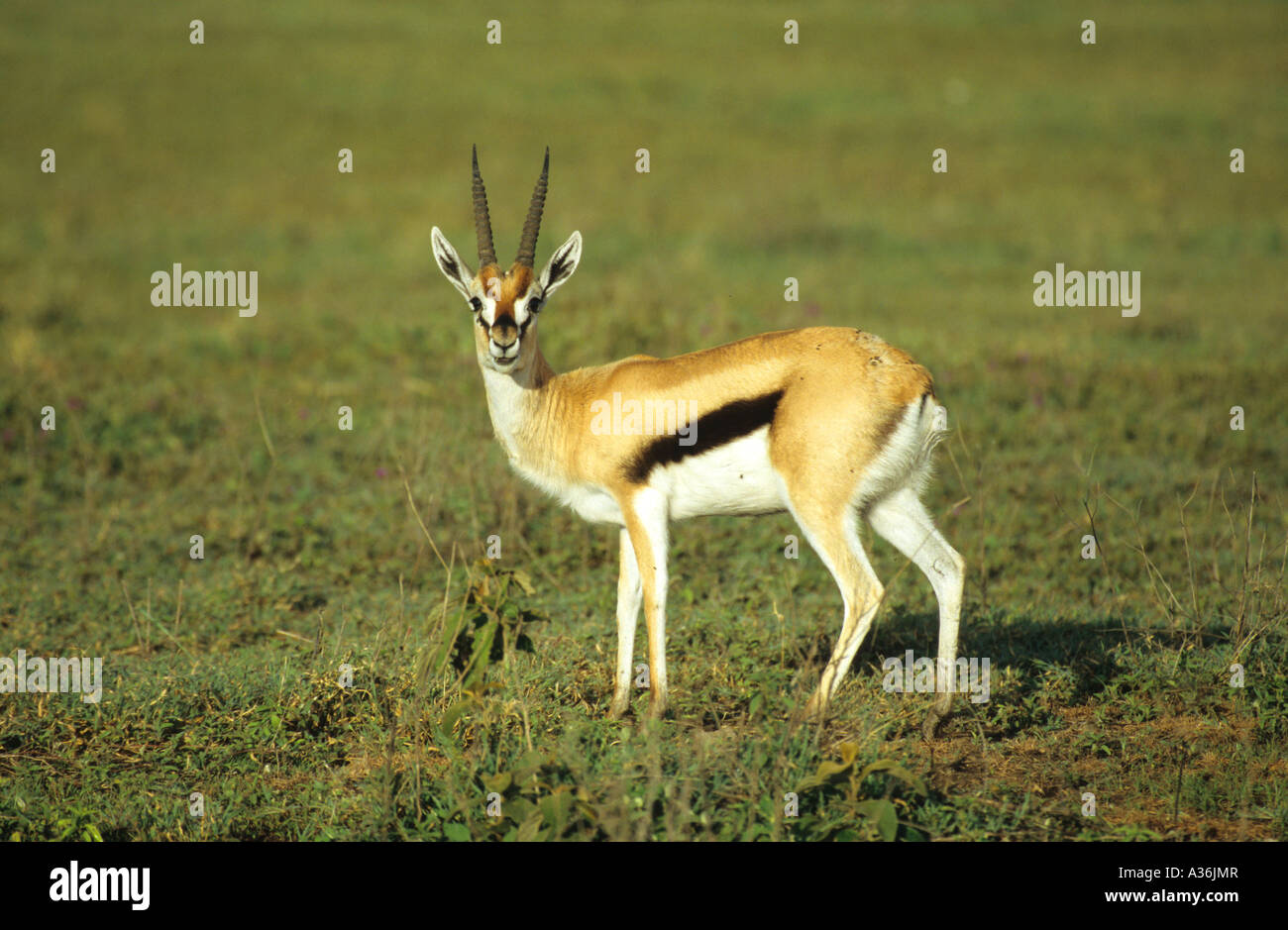 Thomsons Gazelle Gazella thomsoni standing on the ground in short grass ...