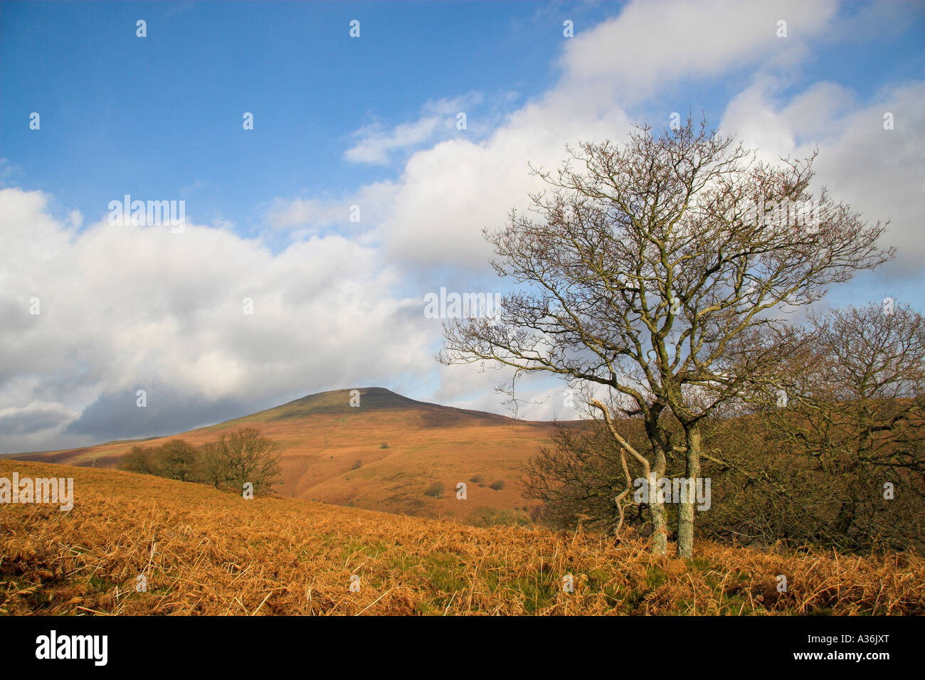 Sugar Loaf Mountain from Mynydd Llanwenarth, Abergavenny, Black