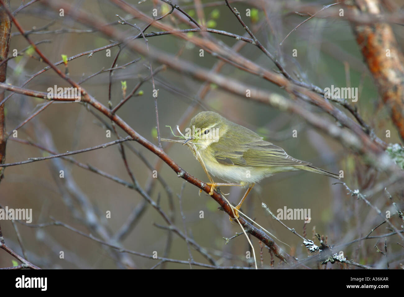 Willow Warbler Phylloscopus trochilus sitting in a tree with a beak full of nesting material in Scotland UK Europe Stock Photo