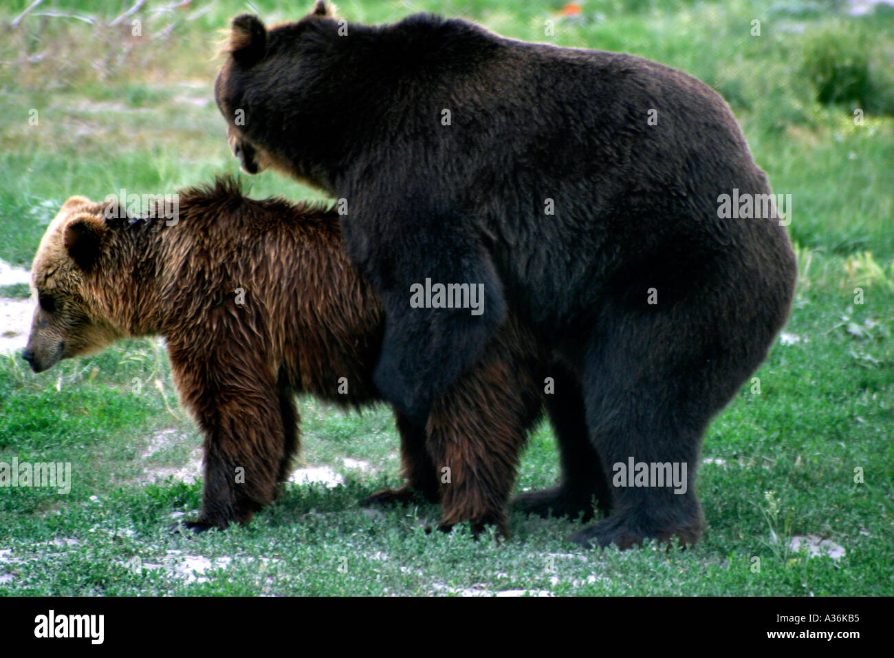 European Brown Bear Ursus Arctos Hungarian Sanctuary Mating Rutting Breeding Season Spring Stock Photo