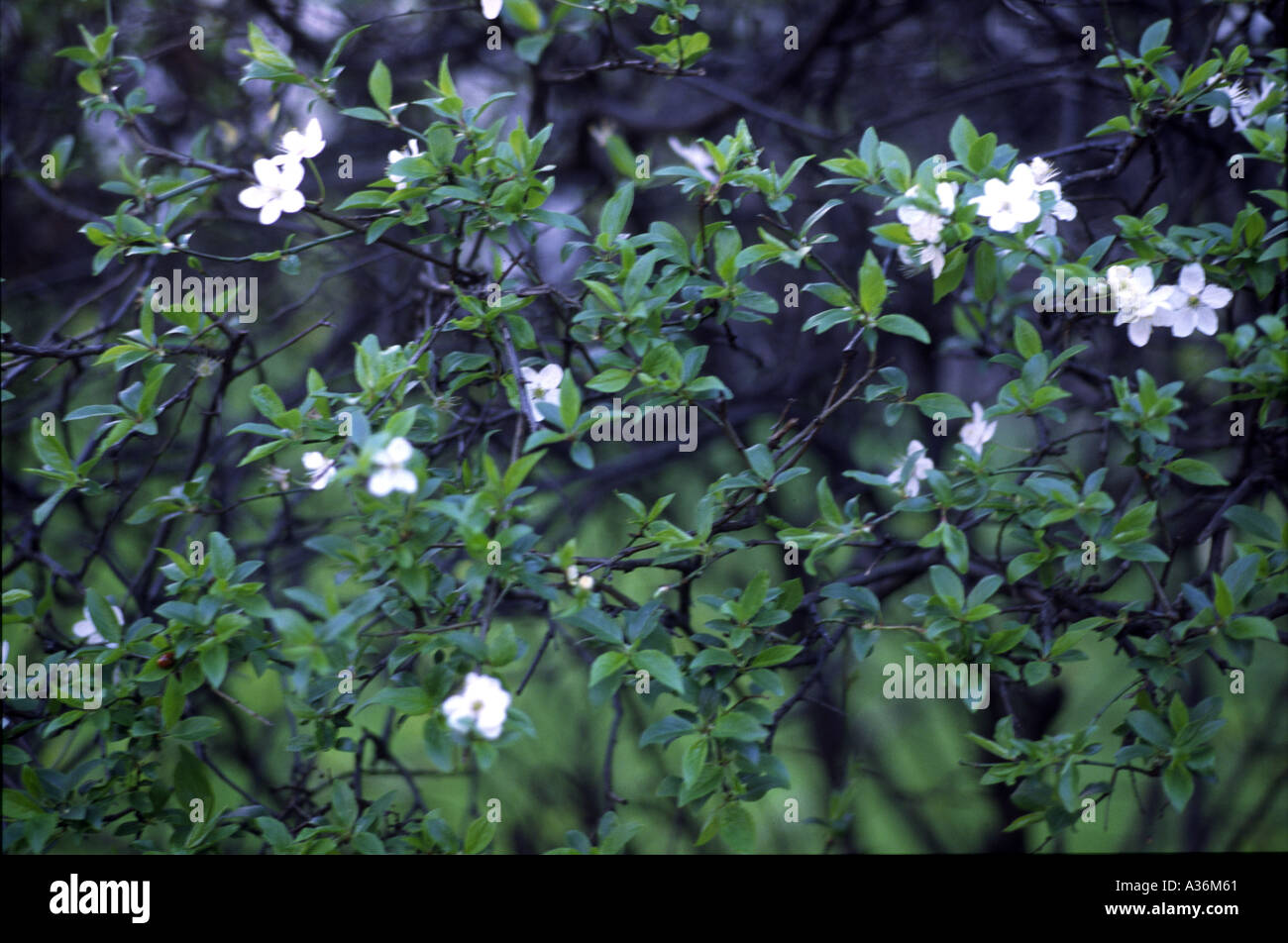 Bush with white flowers Stock Photo