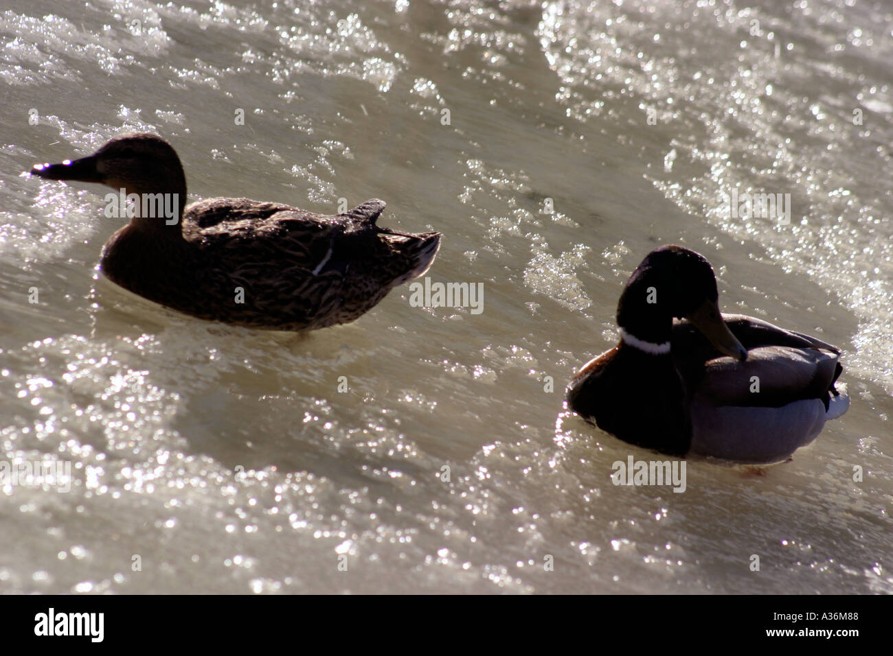 Norvay Oslo Dabbling Ducks in Ice Female and Male Mallard Stock Photo