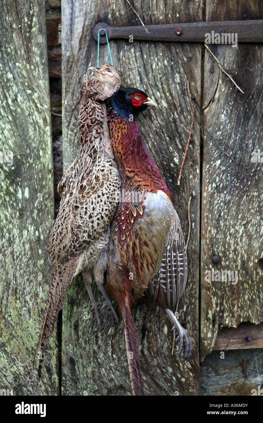 A brace of pheasants hanging on a gate. Stock Photo