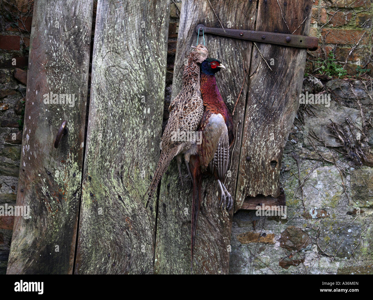 A brace of pheasants hanging on a gate. Stock Photo