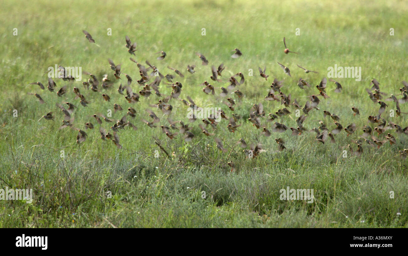 Flock of Red Billed Quelea (Quelea quelea) flying through grassland, Serengeti National Park, Tanzania, East Africa Stock Photo