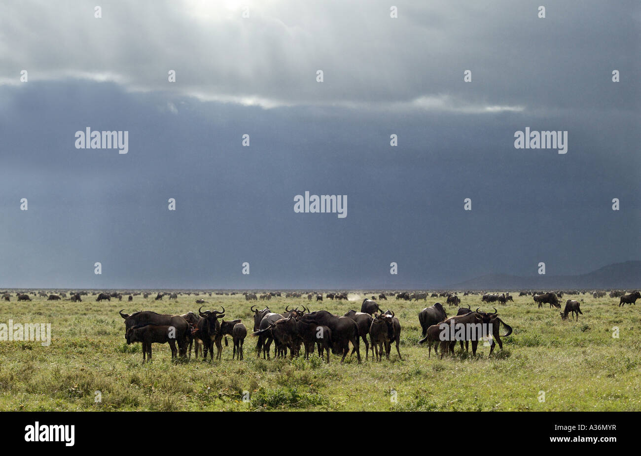 Wildebeest (Connochaetes taurinus) grazing on short grass plains, Serengeti National Park, East Africa Stock Photo