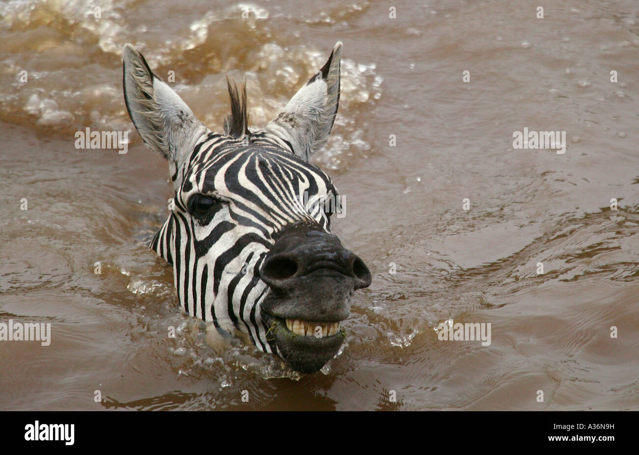 Can a Zebra Swim? Discover Aquatic Abilities