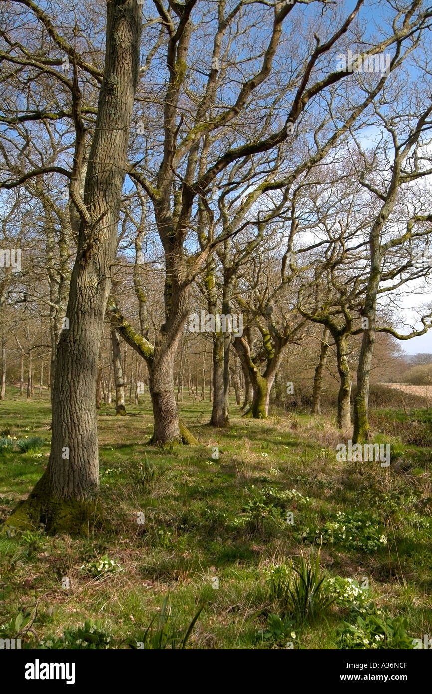 Cranmore woods Isle of Wight Stock Photo Alamy