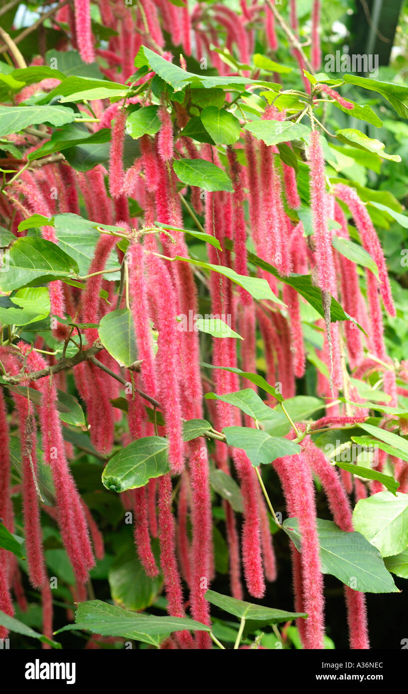 Chenille plant or Acalypha hispida in flower in Tropical House Slimbridge Gloucestershire UK