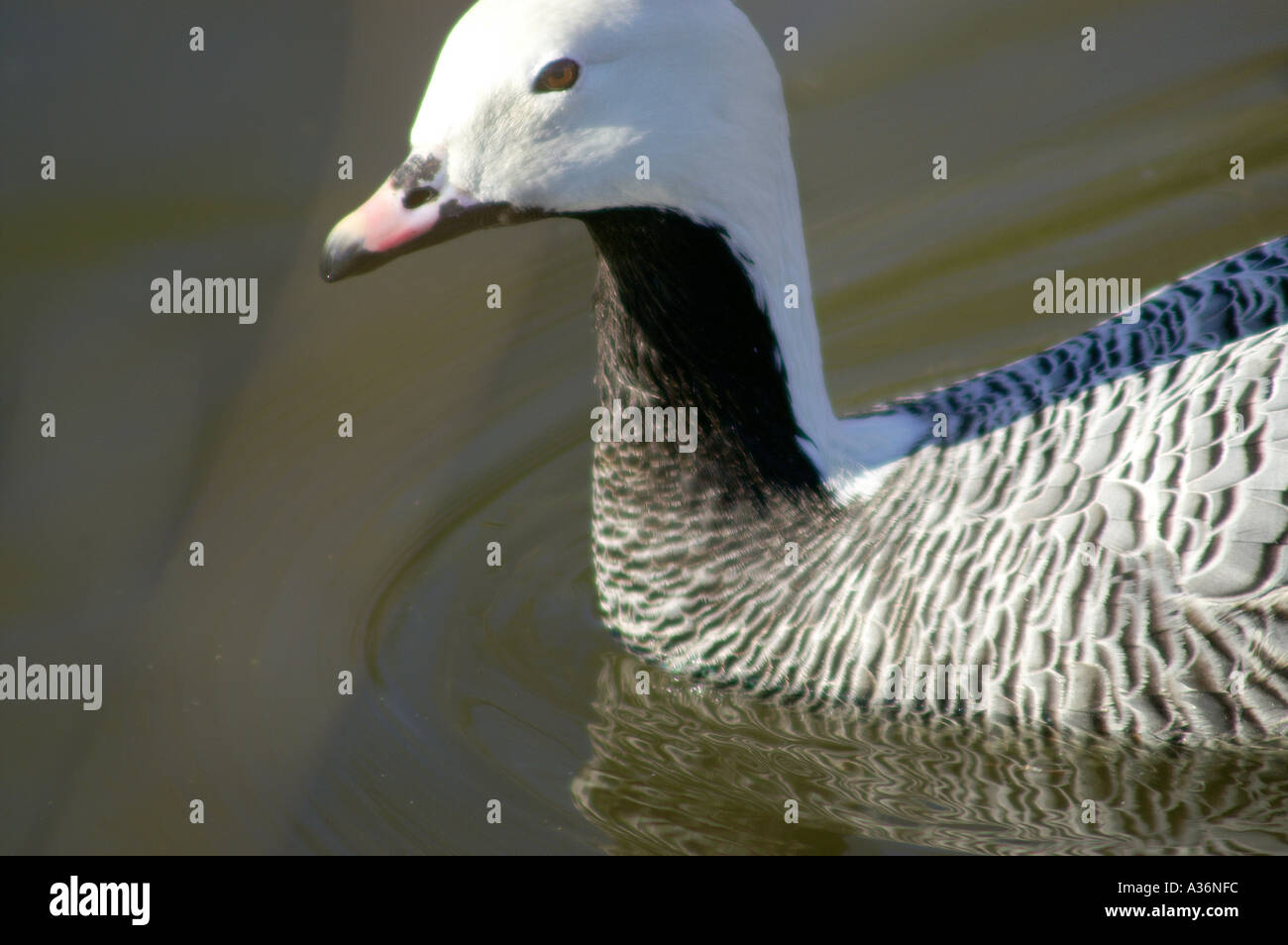 Emperor Goose or Anser camagica at Slimbridge Gloucestershire UK Stock Photo