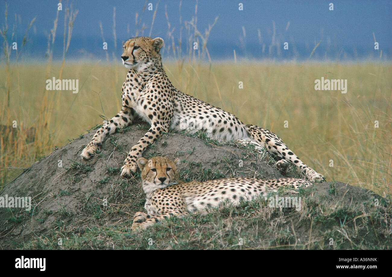 Two Cheetahs resting on a termite mound in Masai Mara National Reserve Kenya East Africa Stock Photo