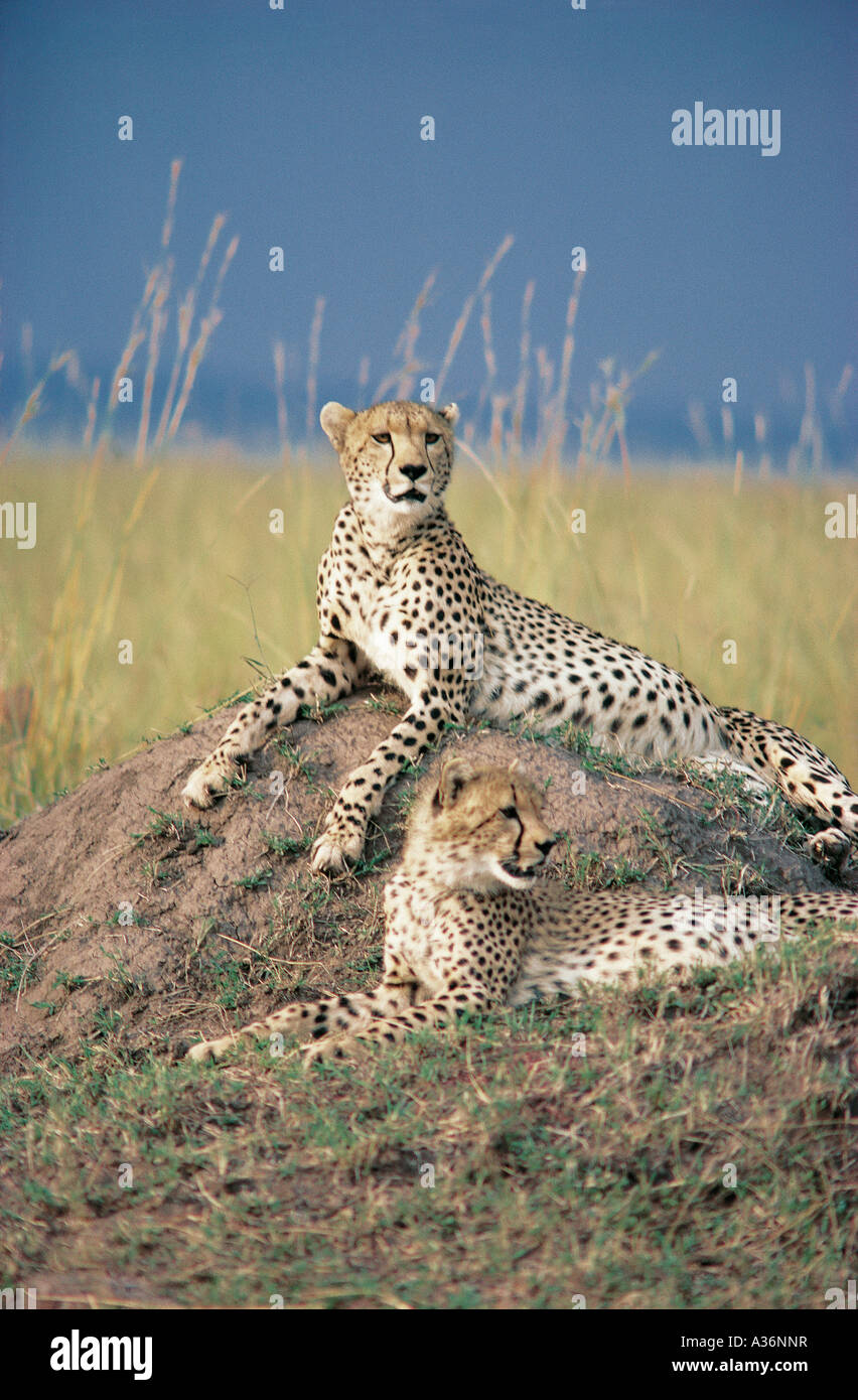 Two Cheetahs resting on a termite mound in Masai Mara National Reserve Kenya East Africa Stock Photo