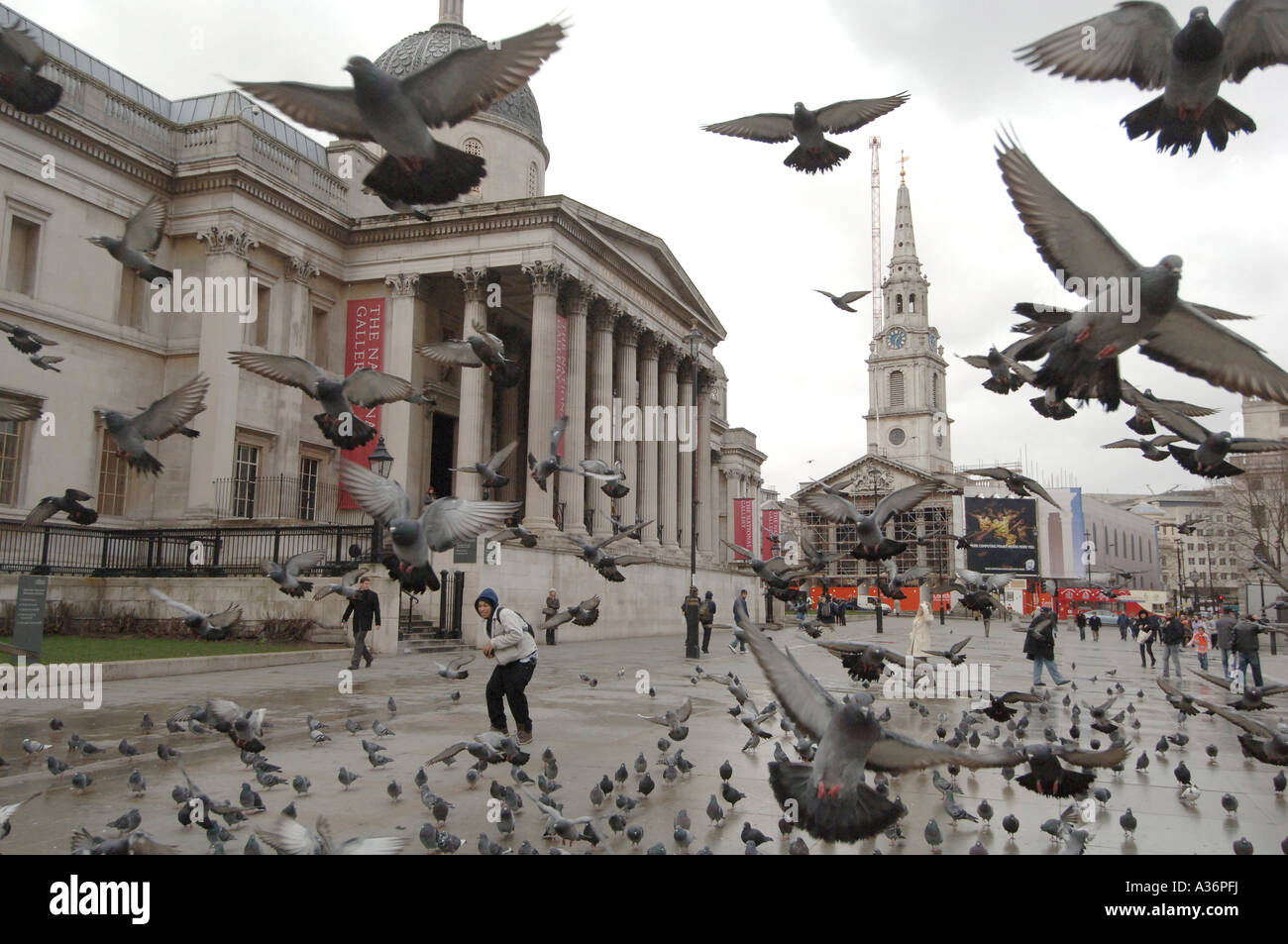 Birds Pigeons Trafalgar Square London High Resolution Stock Photography