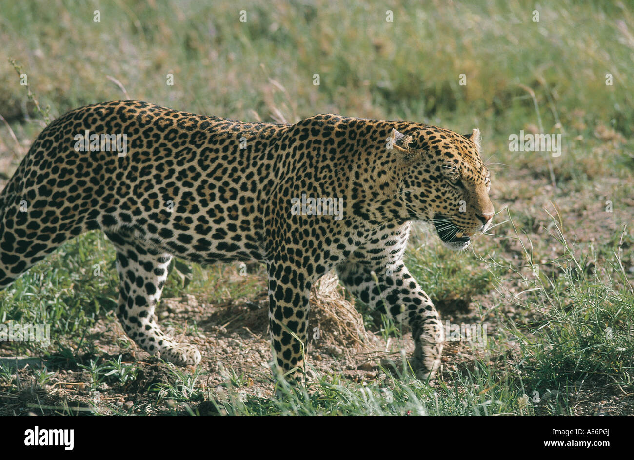 Serengeti park hi-res stock photography and images - Alamy
