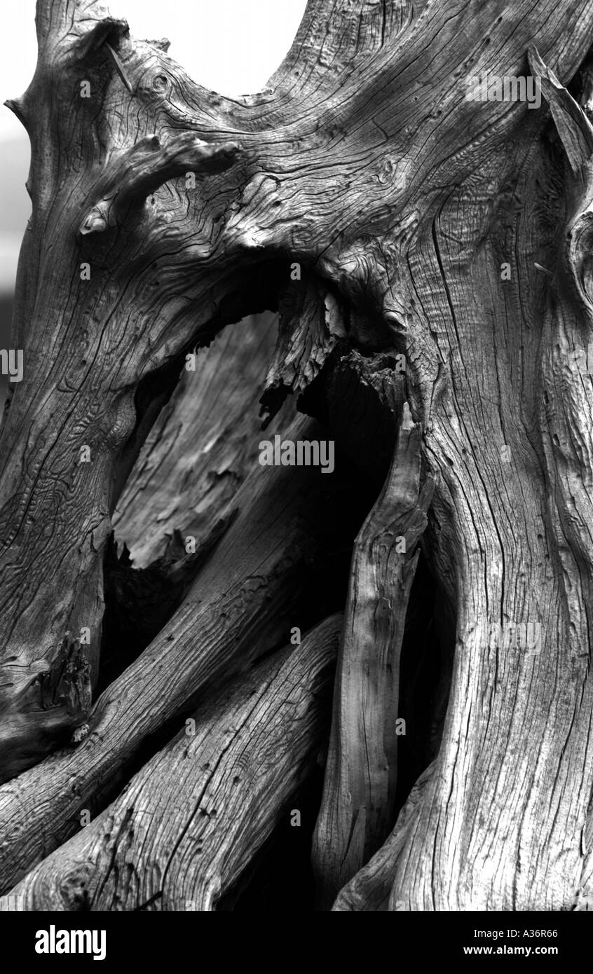 Bleached driftwood Black and White Stock Photos & Images - Alamy