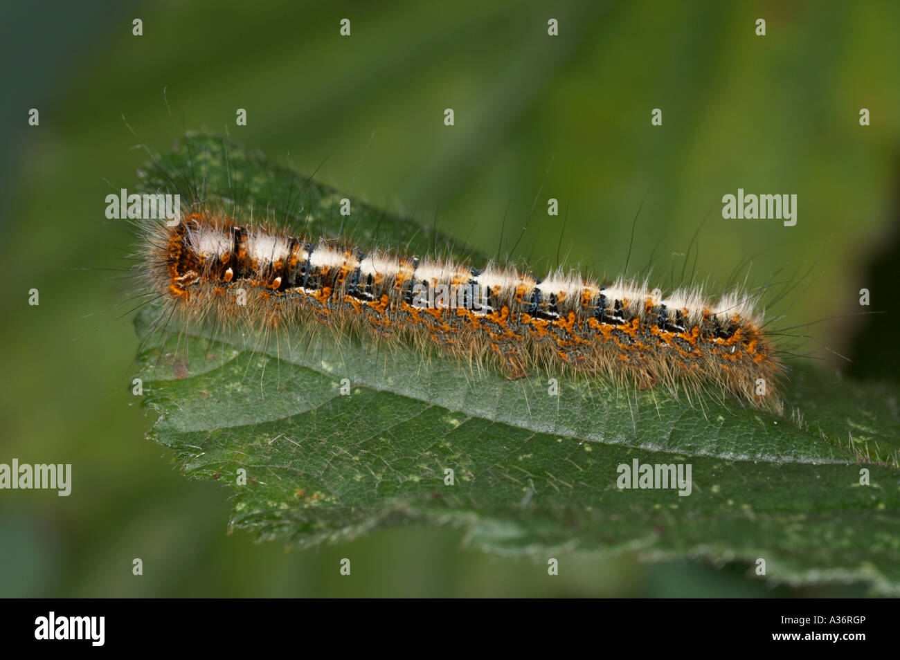 Oak Eggar larva - Lasiocampa quercus Stock Photo