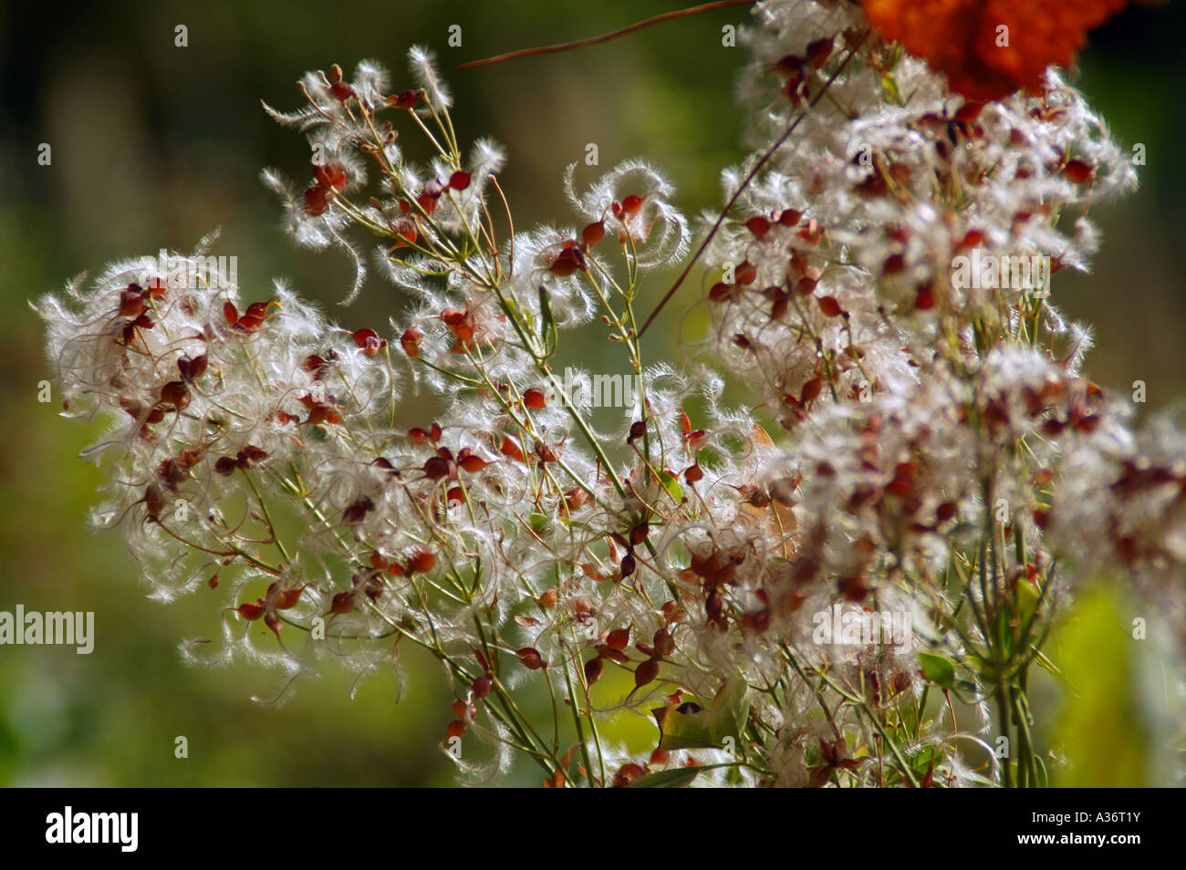 summer and seed Stock Photo - Alamy