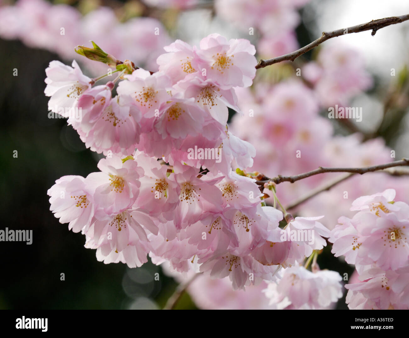 English Garden Cherry Blossom Prunus Accolade Stock Photo