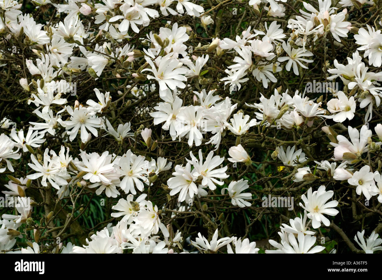 English Garden Magnolia stellata Stock Photo - Alamy