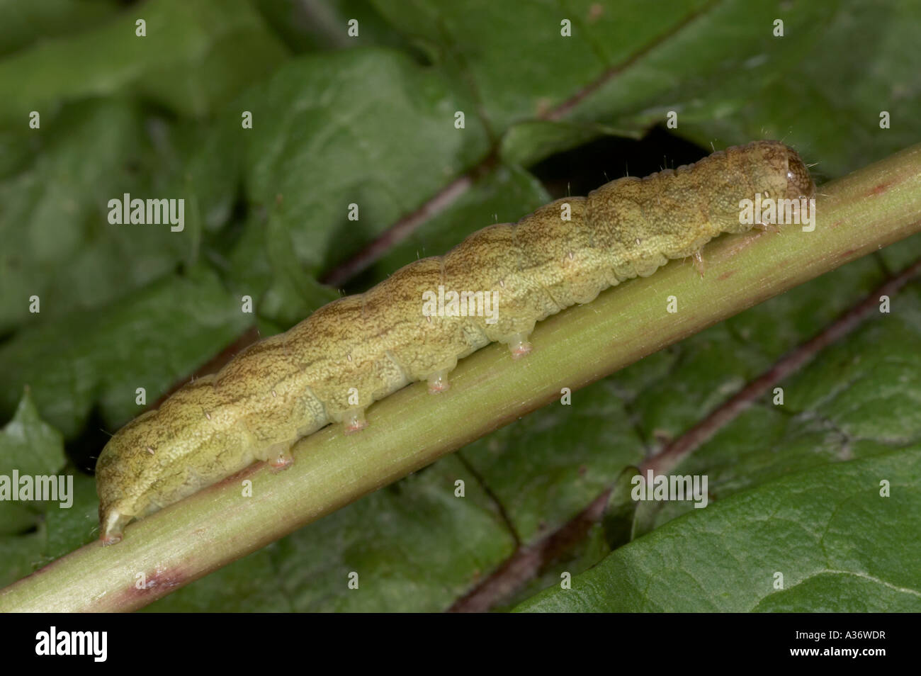 Angle Shades larva - Phlogophora meticulosa Stock Photo