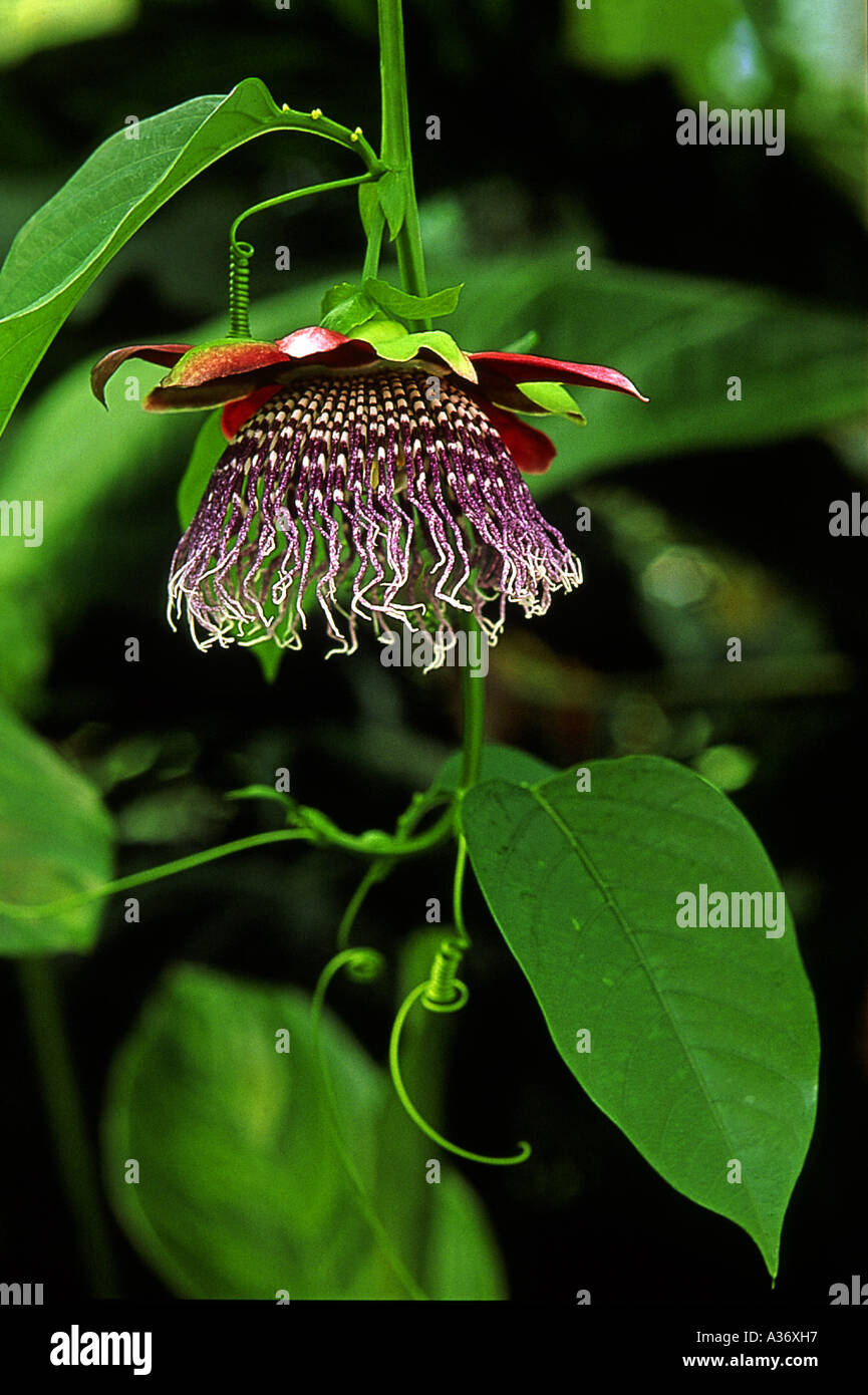 Passion Flower (Passiflora quadrangularis Stock Photo Alamy