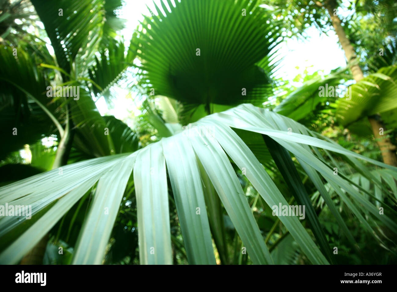 tropical plants in the tropical bio dome of the eden project, cornwall
