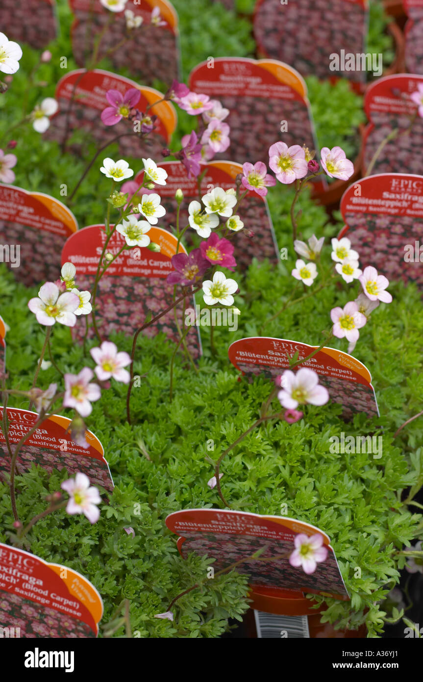 Saxifraga Blood Carpet plants at the nursery greenhouse Stock Photo
