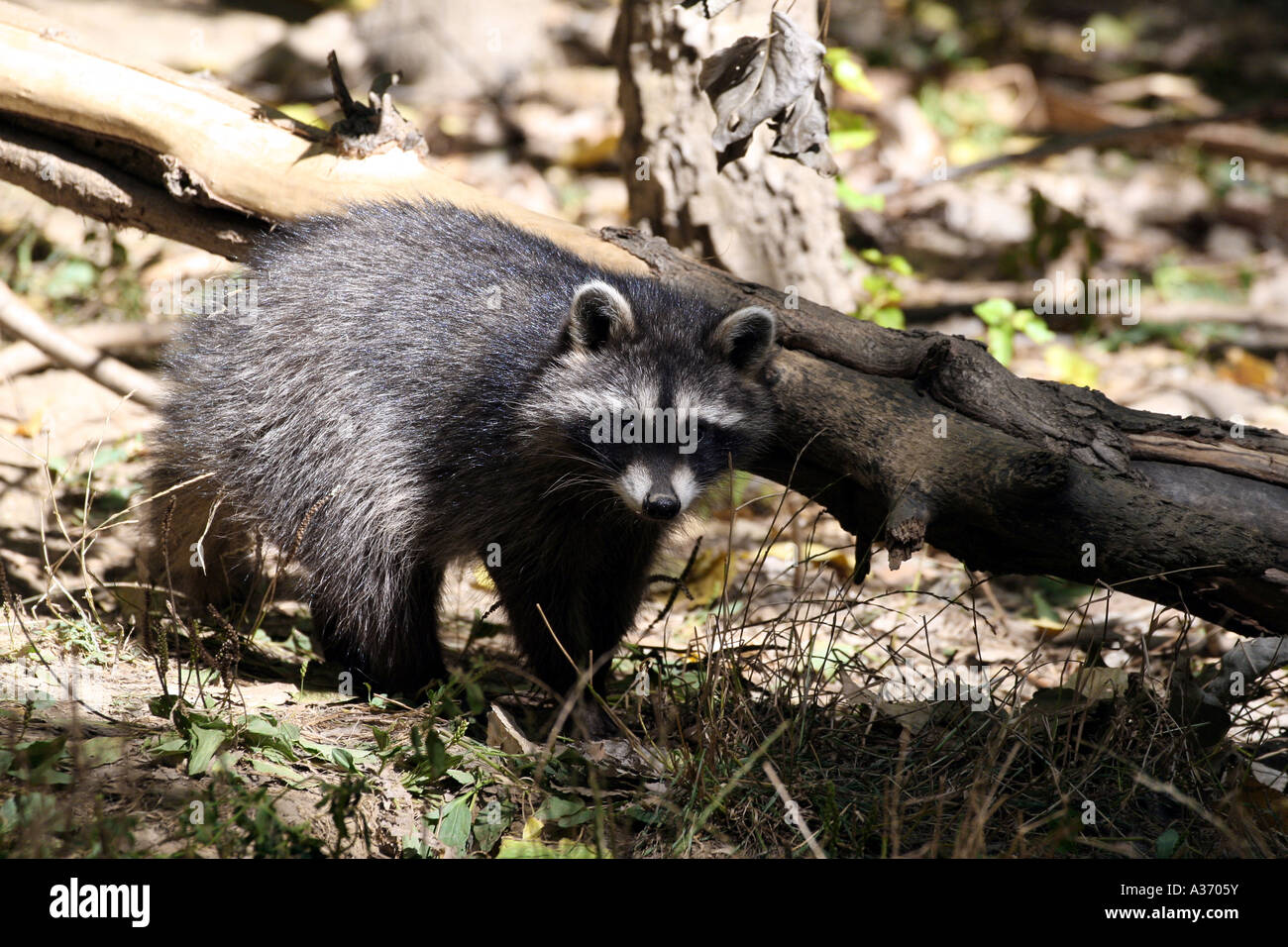 Northern raccoon Stock Photo