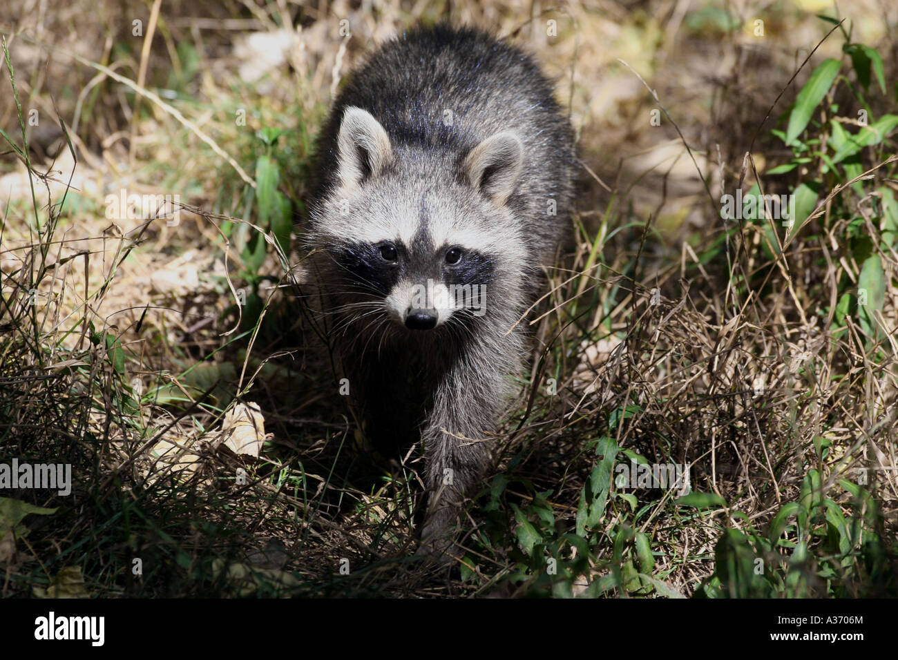 Northern raccoon. Stock Photo