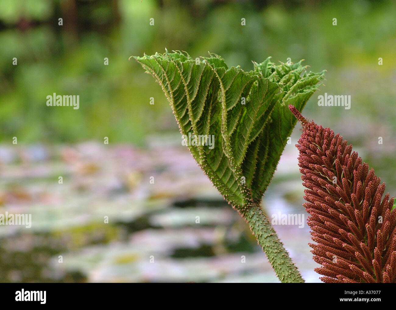 Gunneraceae hi-res stock photography and images - Alamy
