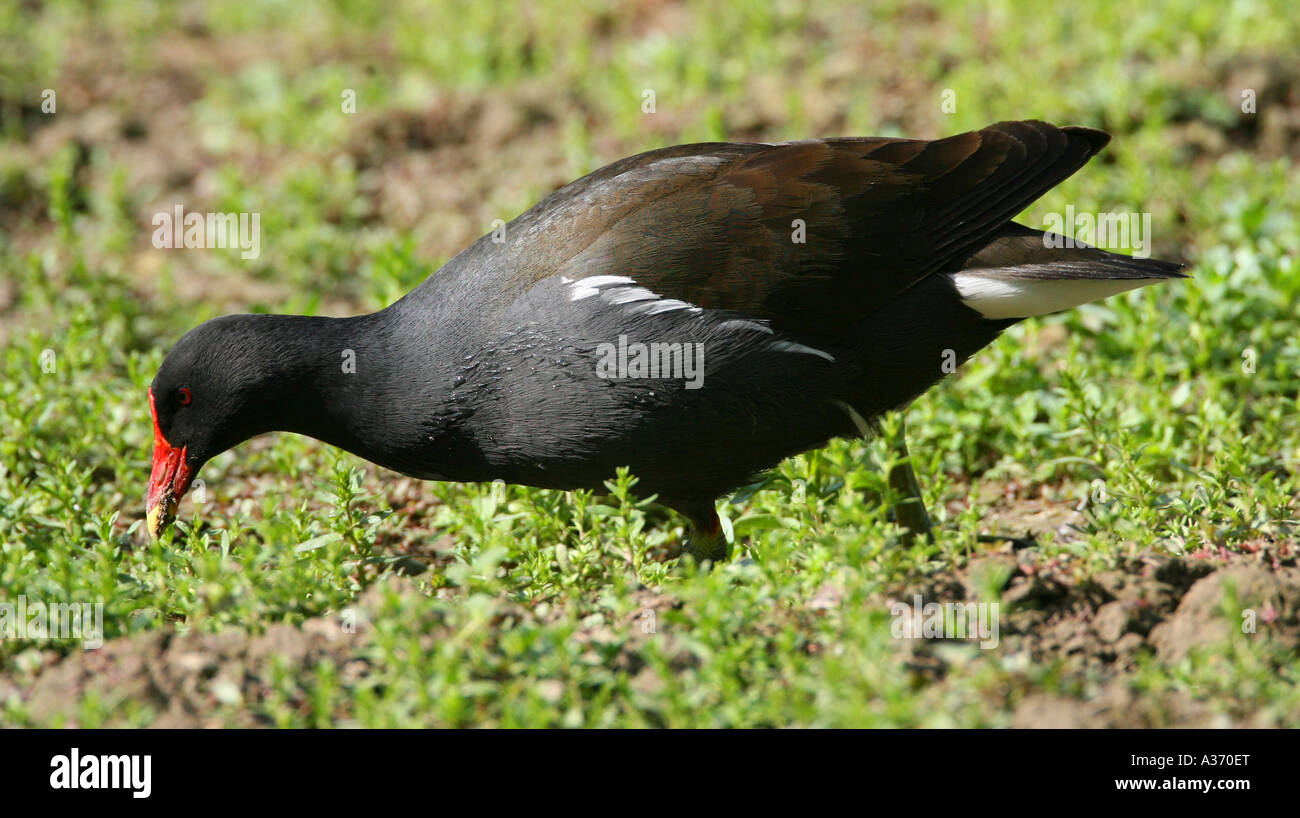 Moor hen or water hen. Stock Photo