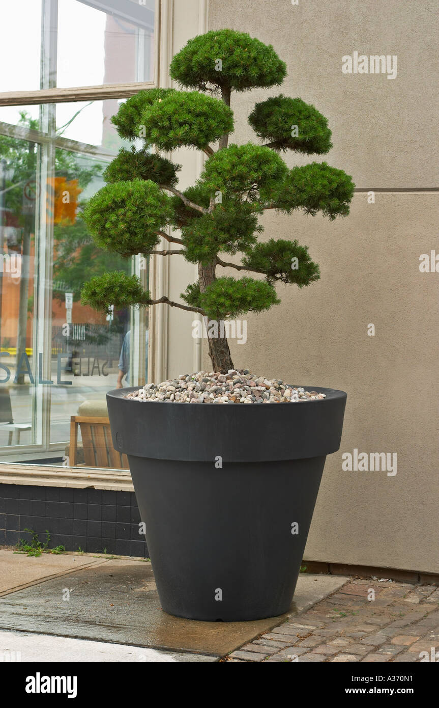 Large bonsai tree in a pot, placed outdoors. Stock Photo